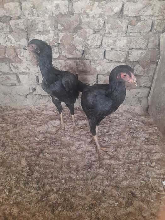 Жужа макёнлар сотилади