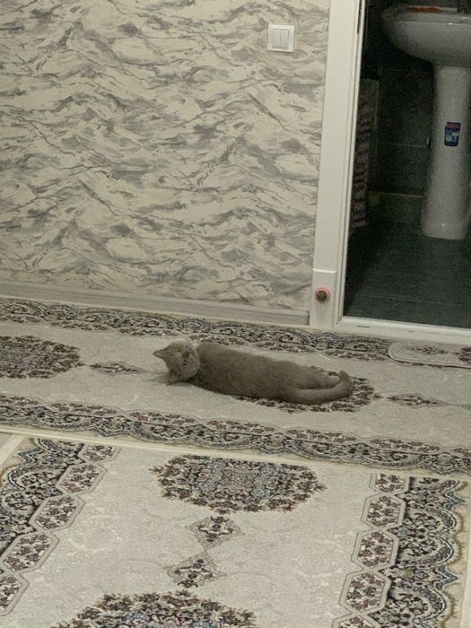 Кошка,2 года Скоттиш страйт.