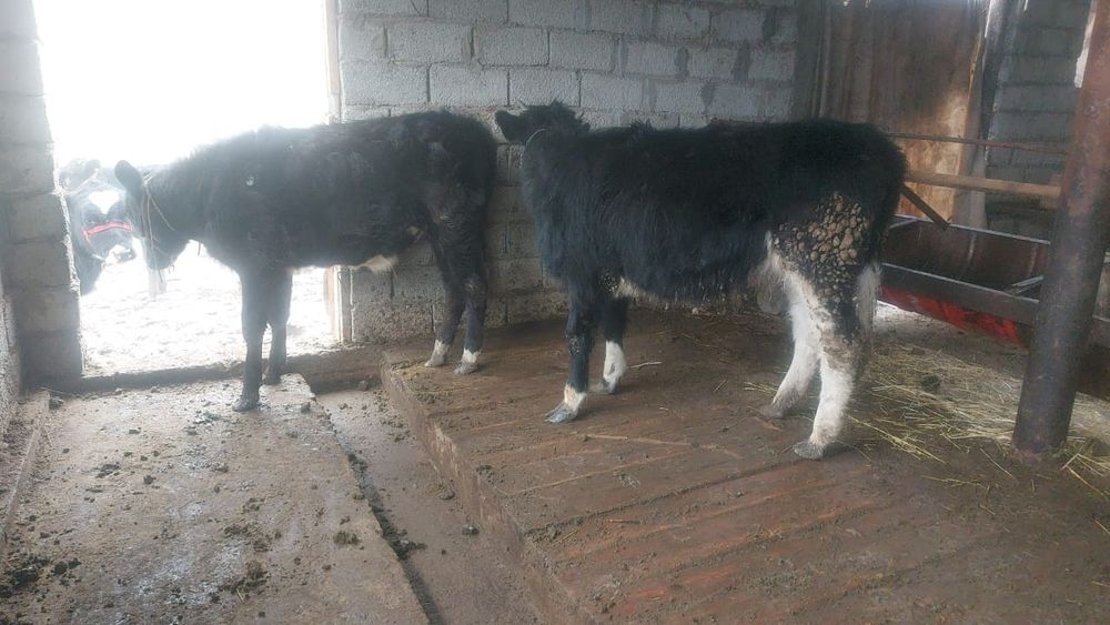 Таналар сатылады,