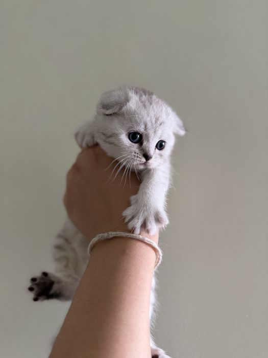 Котята шотландские вислоухие