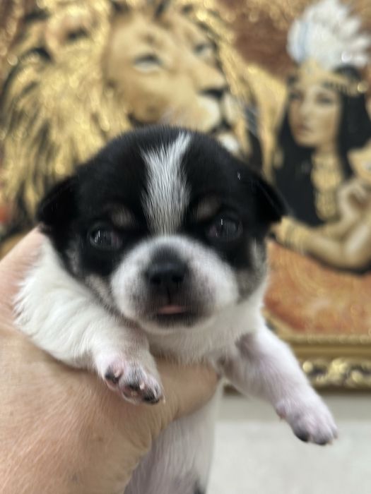 Шикарные чихуашки беби фейс