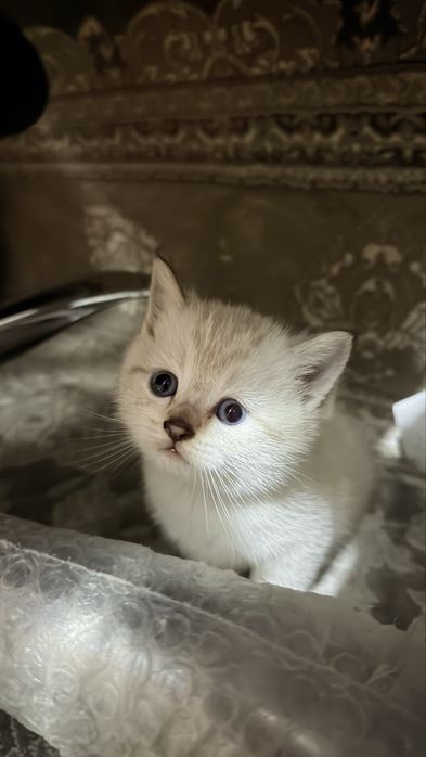 Продаются котята почти 2 месяца им , парода: шиншила веслоухие 3 шт