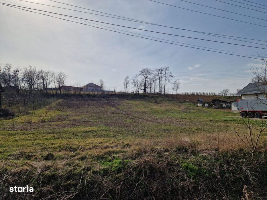 Teren - Roman  -Trifesti