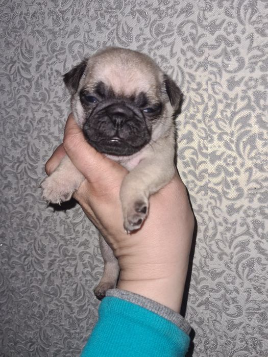 Продам щенков мопса.