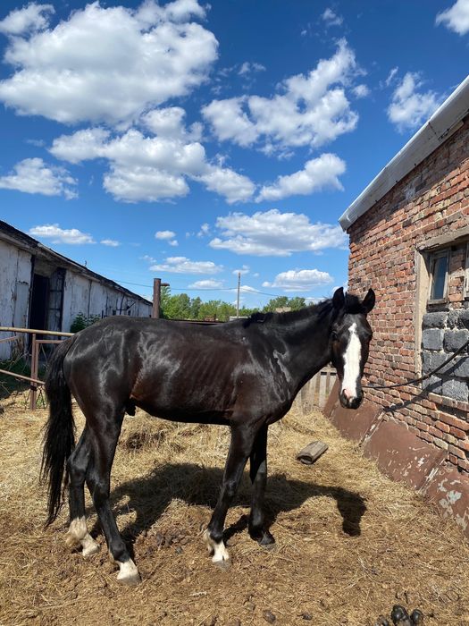 Продам Лошадь Срочно Дешево