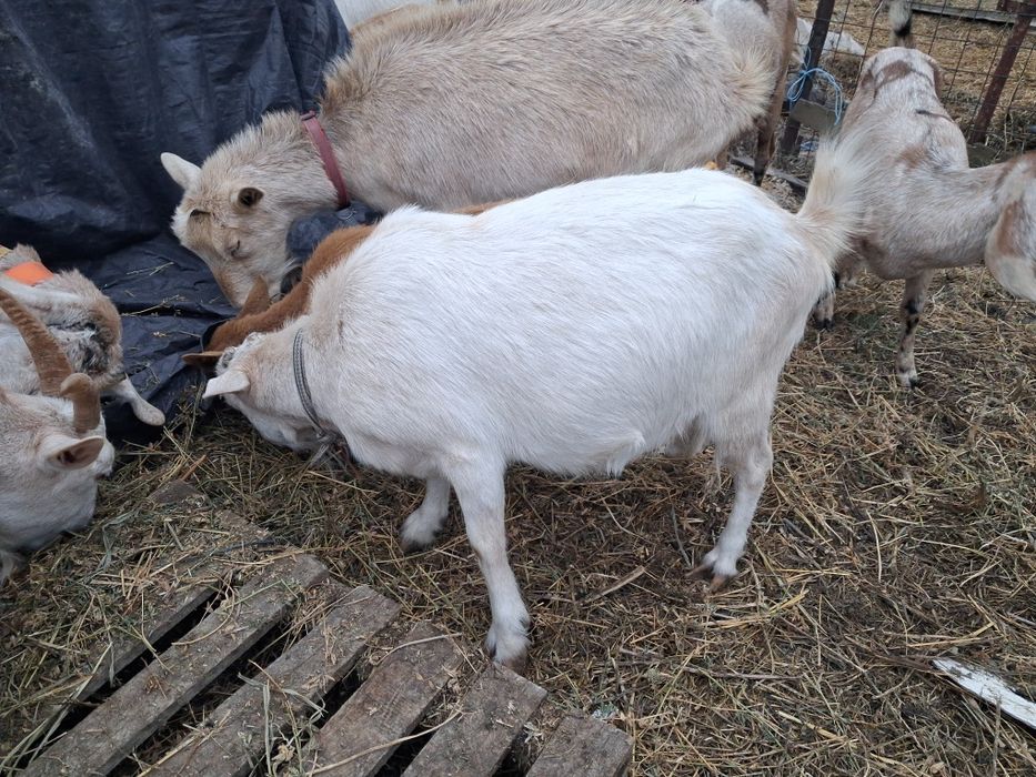 Vand pachet capre de rasa