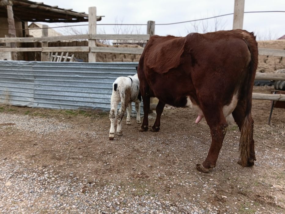 Бұзаулы сиыр сатылады