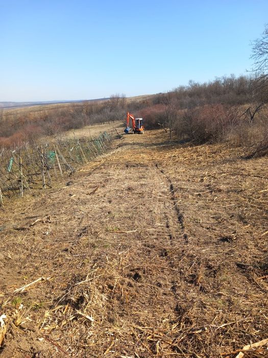Defrișat curățat terenuri