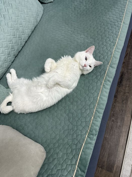 Кот по имени Каспер