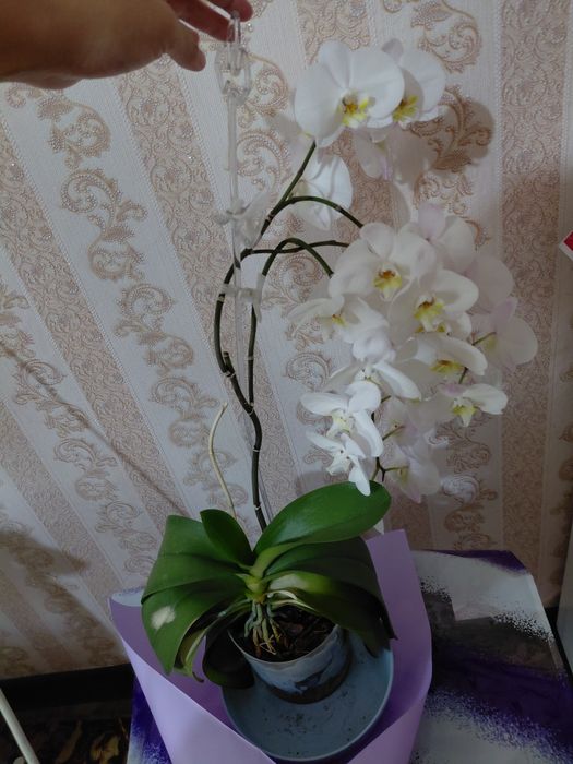 Орхидея белая, 40 см