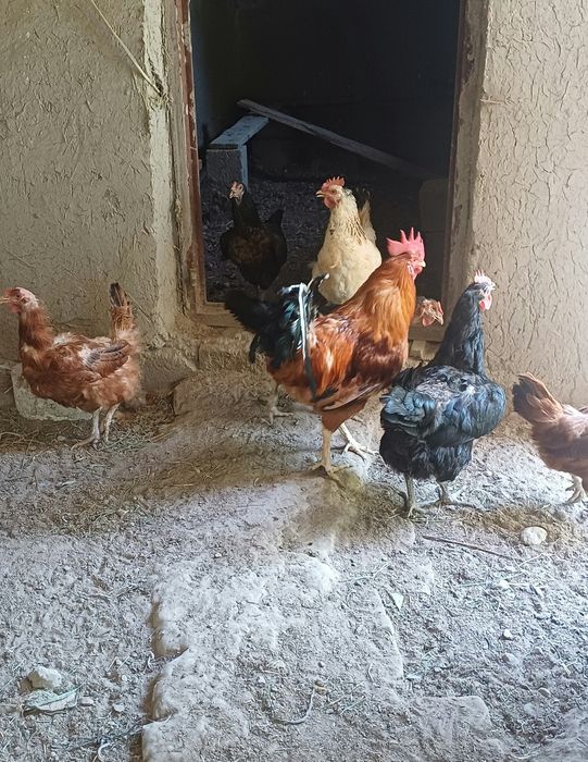 Товуклар сотилади