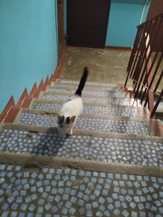 Котенка в добрые руки