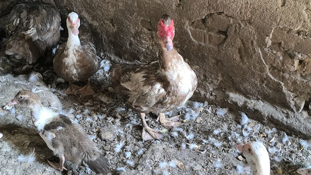 Продам Индоуток.