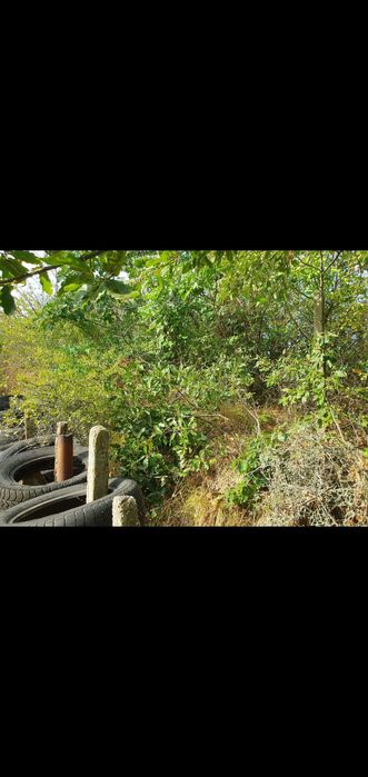 Рязане на храсти,растителности ,опасни  дървета ,парцели и дворове