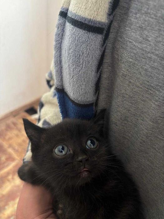 Котята ищут дом.