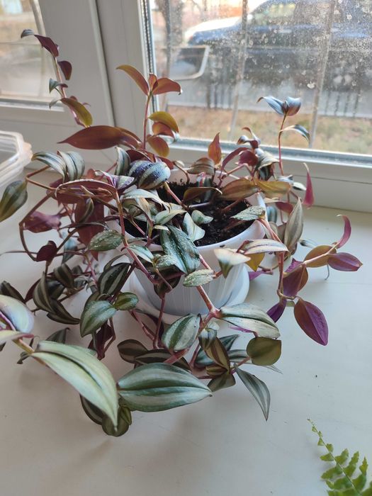 Традесканция полосатая