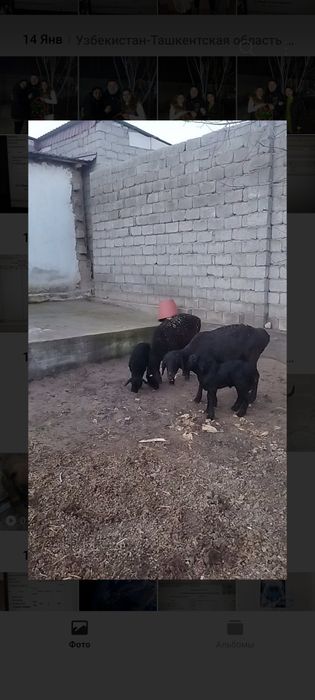 Куй qo'y сотилади она бола