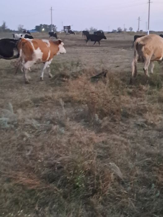 Продам коров симментальской породы.