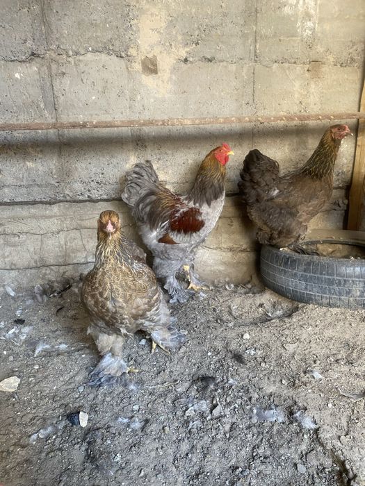 Браммы семейками