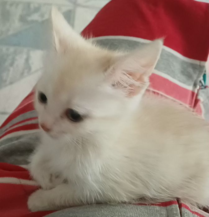 Отдам котёнка в добрые руки