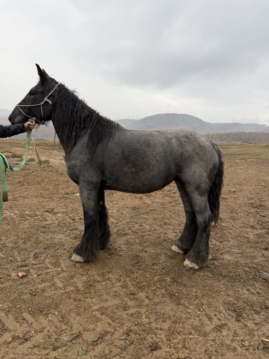 Iapa  Cal rasa Belgian cu Pedigree gestante