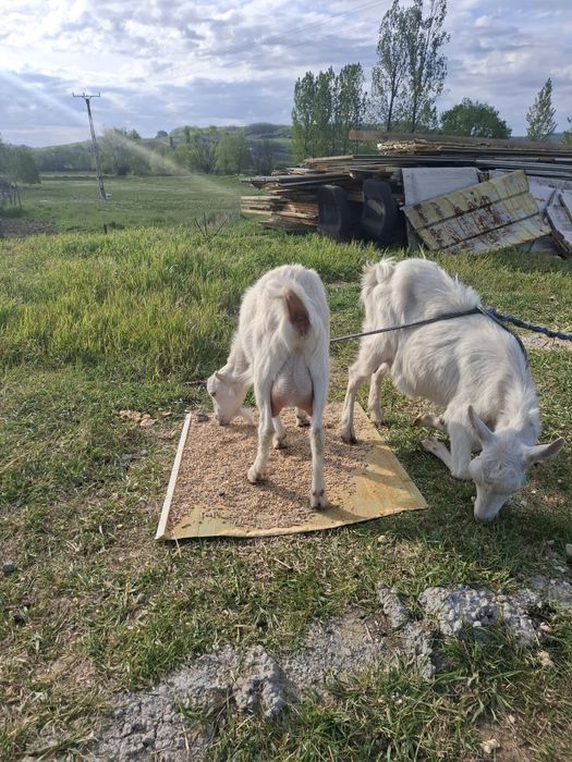 Vand doua capre la prima fatare