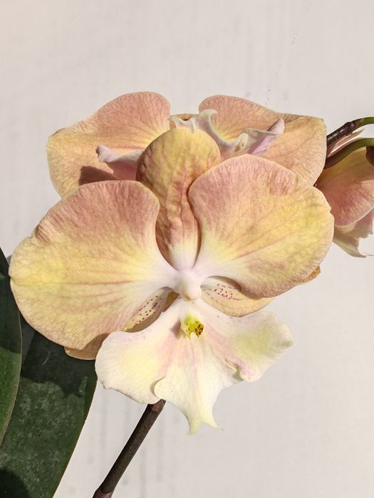 Орхидея фаленопсис