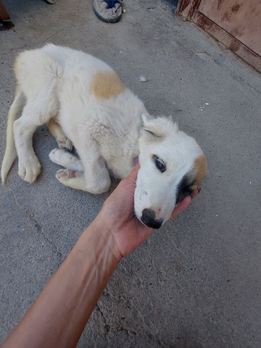 Отдам щенка девочку в добрые руки