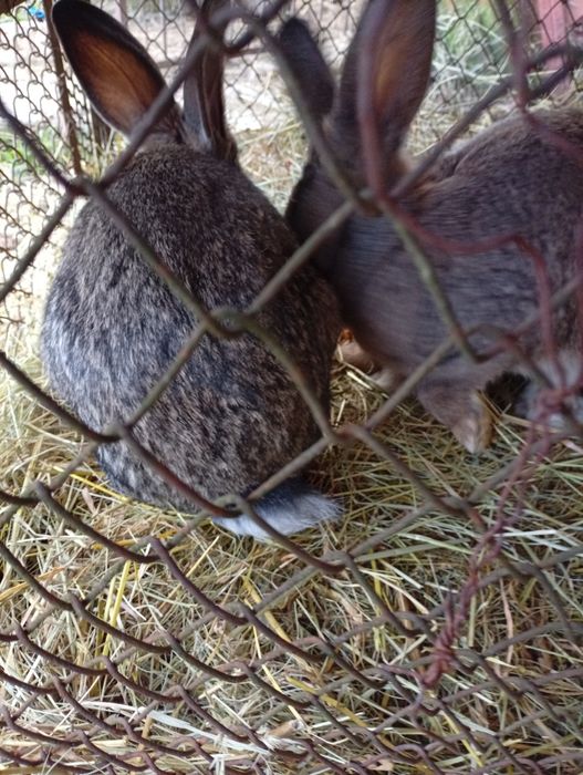 Vind iepuri 3 femele și un mascul