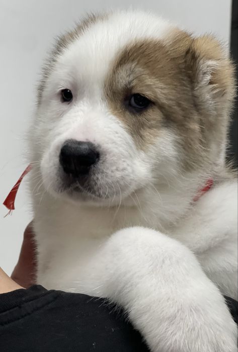 Продам шикарных малышек алабайчиков