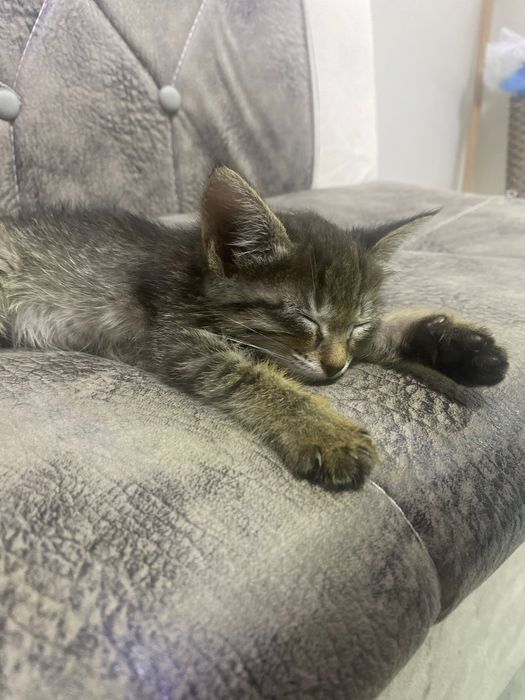 Отдам котенка в хорошие руки