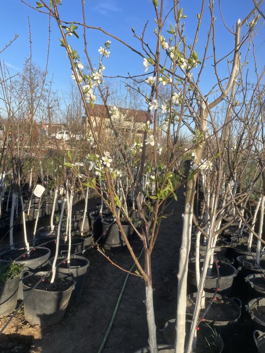 Pomi fructiferi pe rod