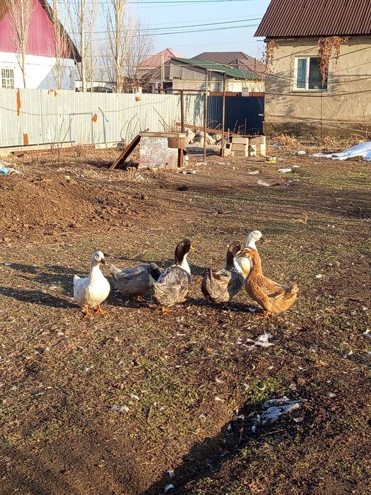 Семіз үйрек сатылады