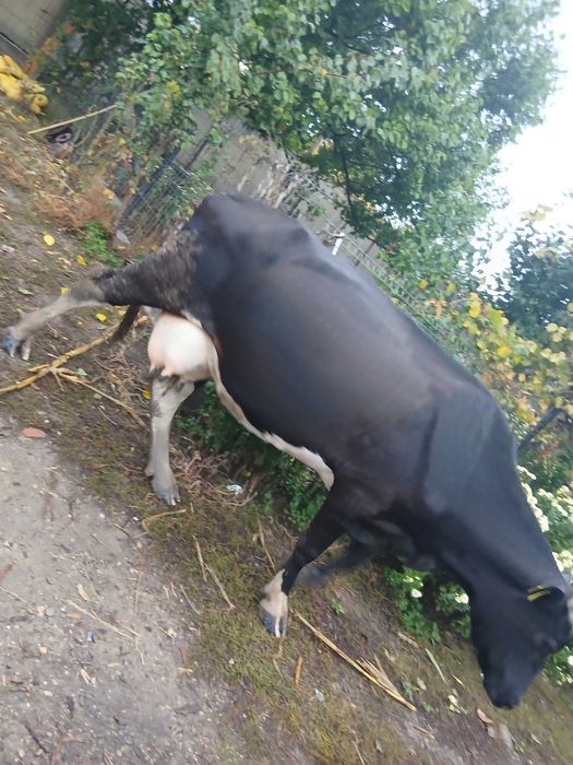 Vand vaca cu lapte