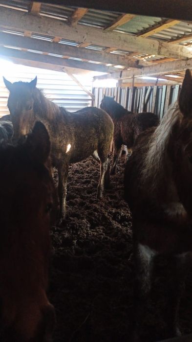 Продам жеребят!!!