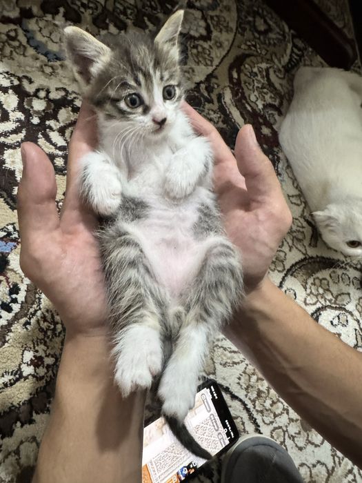 Отдам на хорошие руки