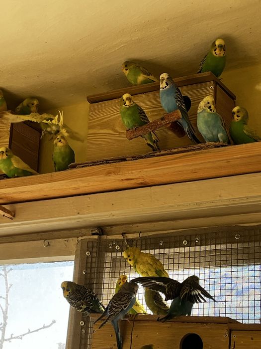 Вълнисти папагали