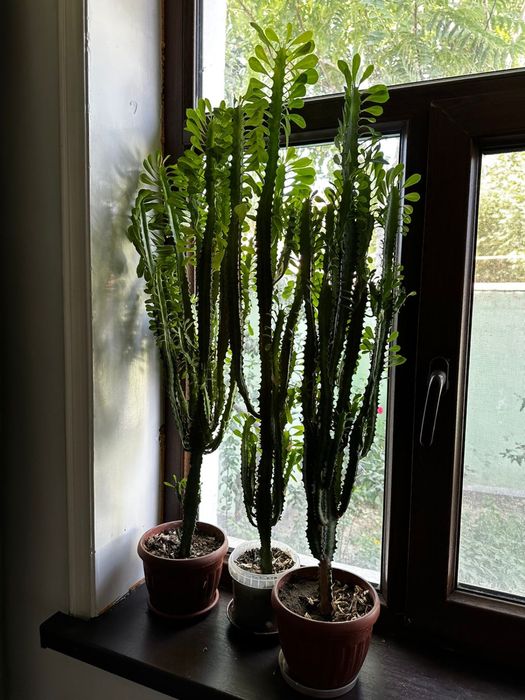 Цветы в горшке