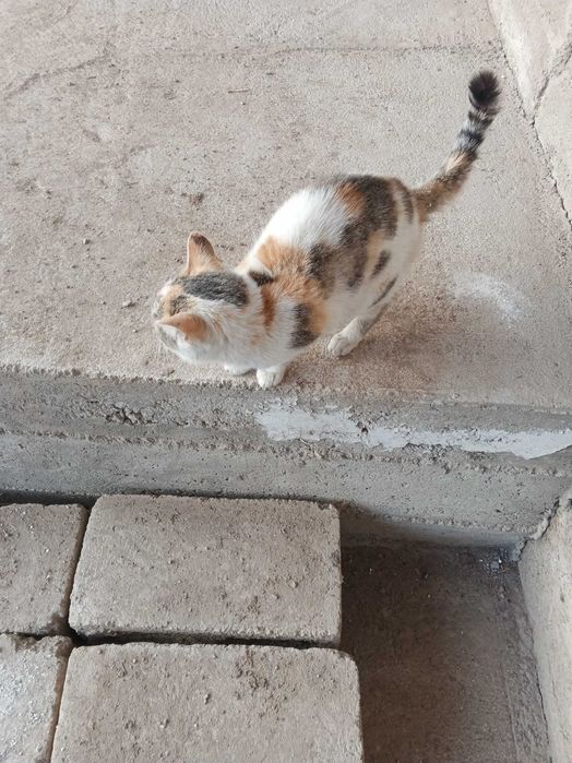 Отдам даром кошку