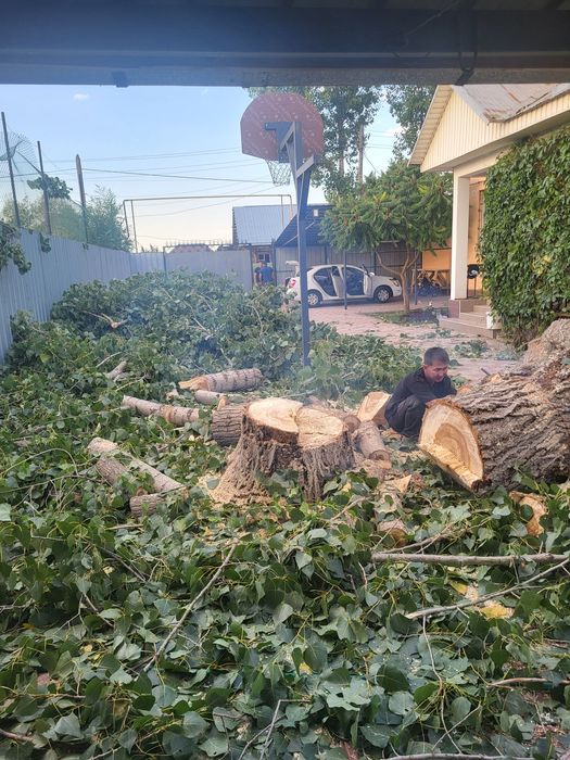 Спил деревьев обрезка плодовых деревьев