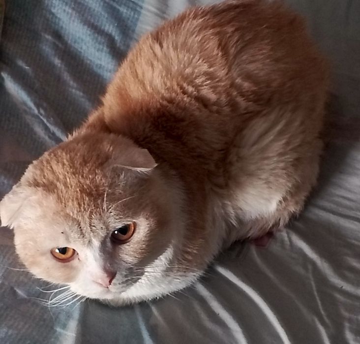 Спокойный и милый скотиш фолд в хорошие руки