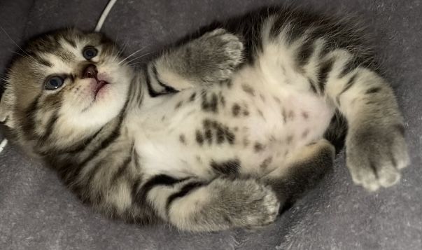 Котята, британские, вислоухие