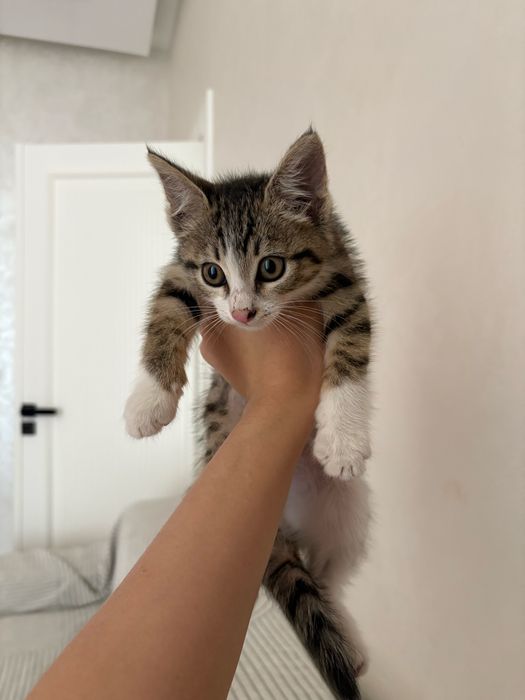 Отдам в хорошие руки котенка,бесплатно!