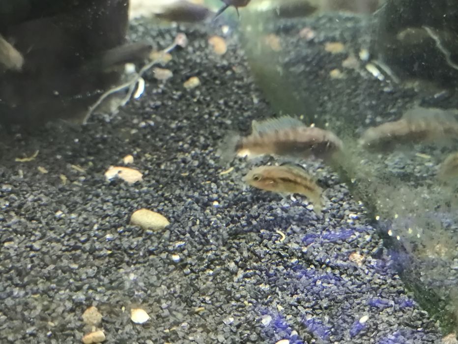 Рыбки аквариумные, цихлиды