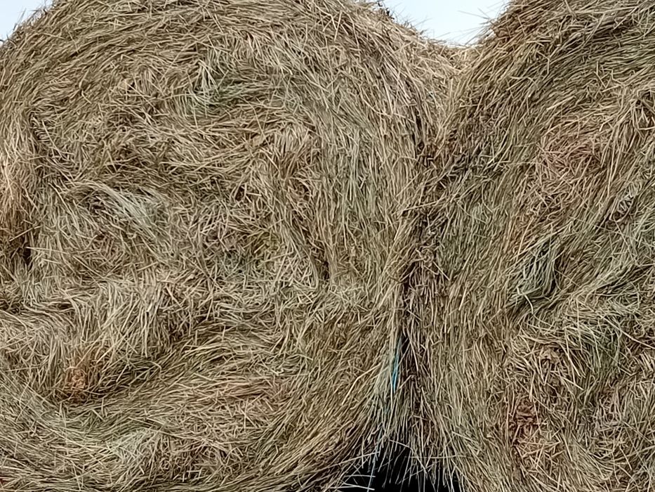 Vând baloti de otava