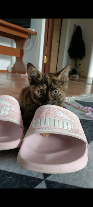 Отдам котенка в любящие  руки