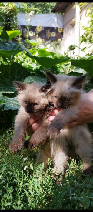 Котята сиамские красивые