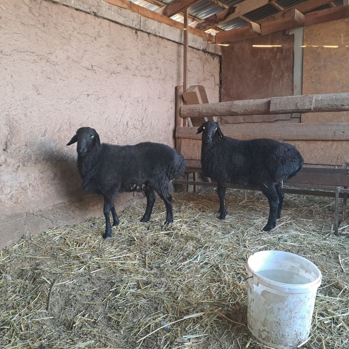 Кошкар Токты семиз.