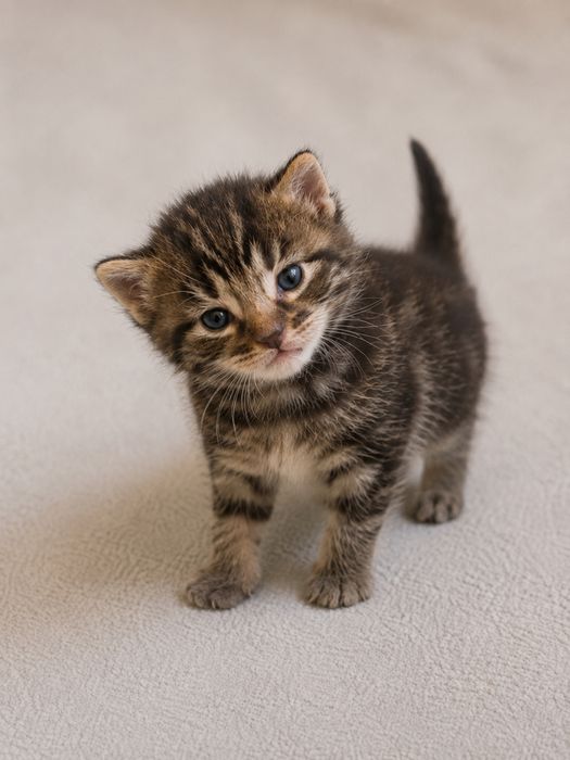Котенок ищет семью