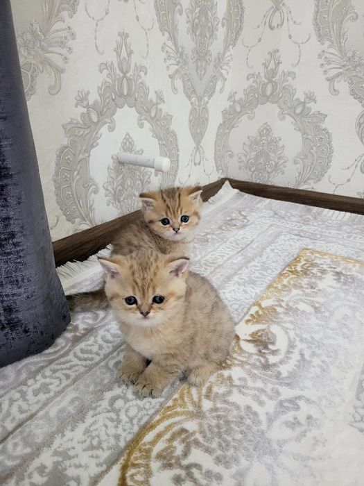 Mushukchalar Sotiladi